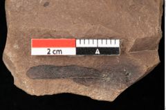 Foto (Detailansicht) von Alnus gracilis Unger (NHMW-GEO-2024-0188-0731)